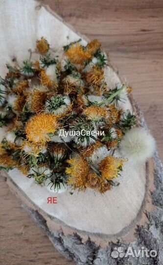 Одуванчик цветки