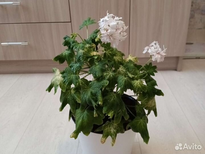 Герань пеларгония