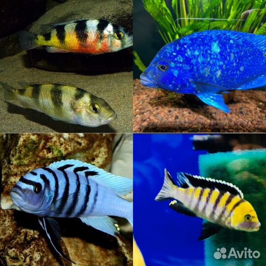 Африканские цихлиды собственного разведения