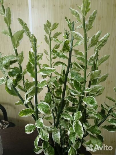 Педилантус