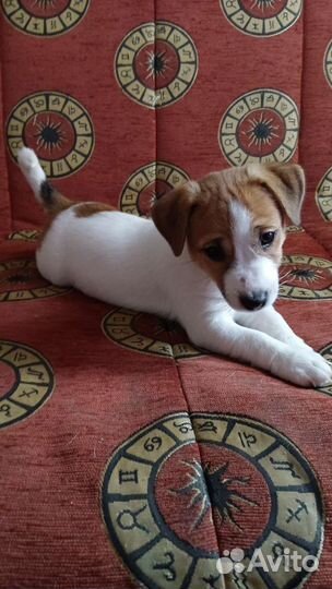 Щенки джек Рассел терьер