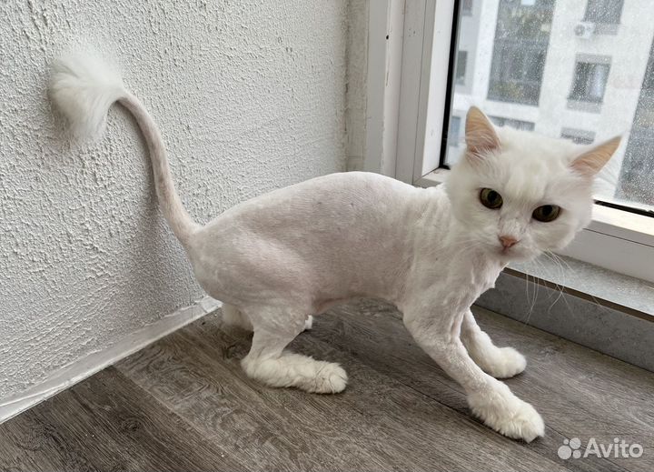 Стрижка котов груминг