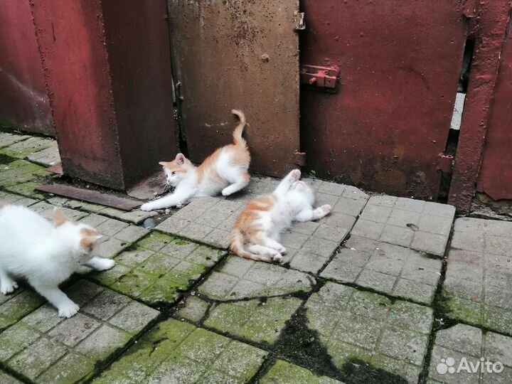 Маленькое счастье в подарок