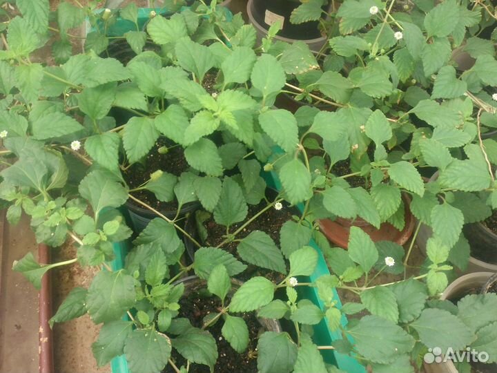 Галега, гинура, липпия, расторопша против диабета