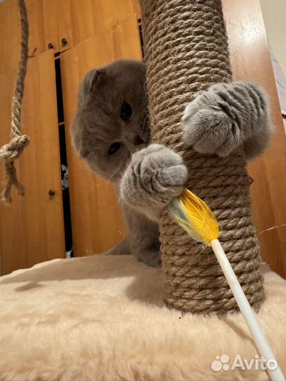 Случка с кошкой