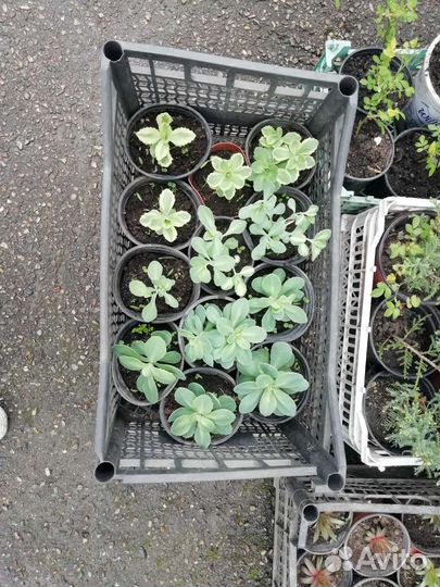 Очиток видный