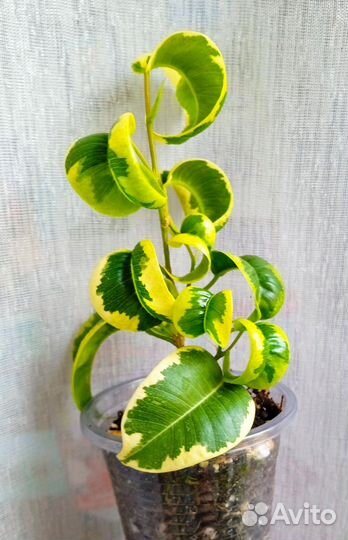 Фикус бенджамина Ирен