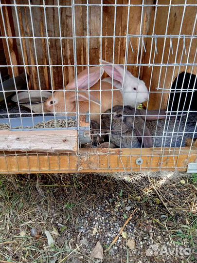 Кролики мясных пород