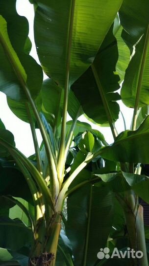 Банан растение