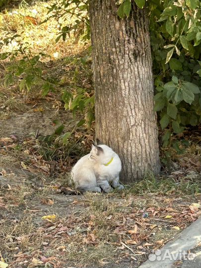 Котенок (мальчик) подросток ищет дом