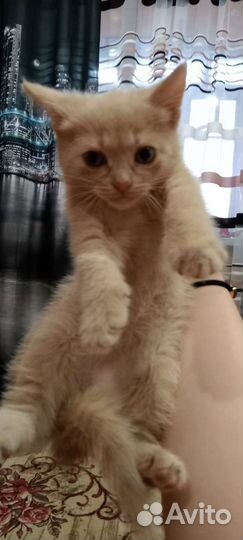 Кошка в дар бесплатно
