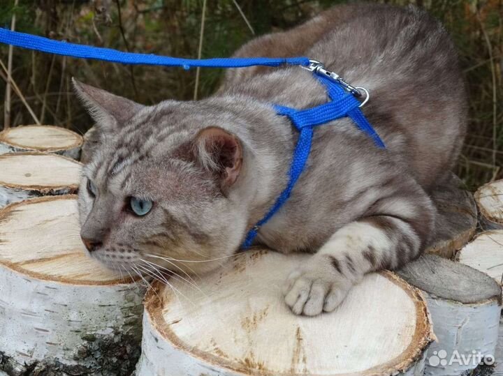 Бенгалы редких окрасов в добрые руки