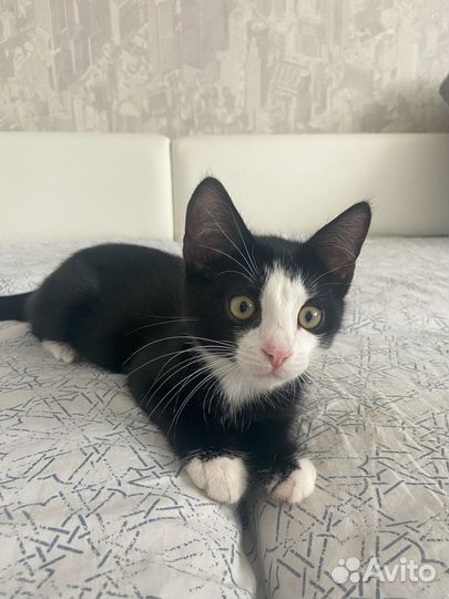 Отдам котенка вместе с домиками и лотком, 3 месяца