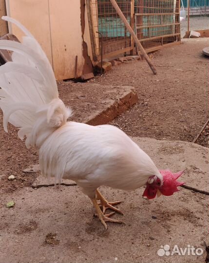 Молодые петушки разных пород