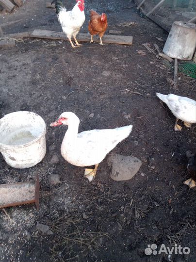 Продам индоуток