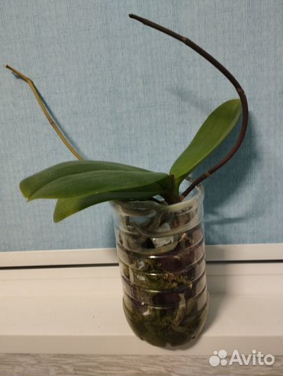 Орхидея фаленопсис детка