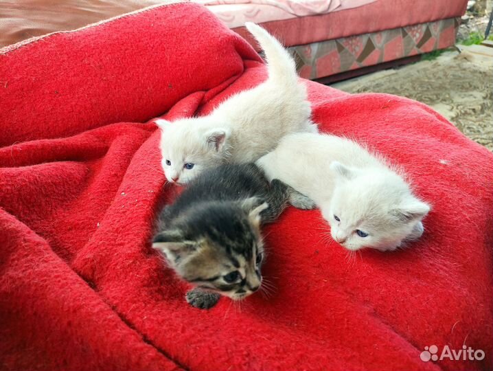 А в июне наша кошка родила троих котят