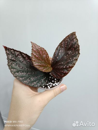 Бегонии декоративно-лиственные(флорариумные)