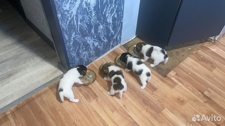 Продам щенков Джек Рассел терьер