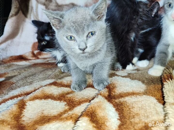 Котята в добрые руки