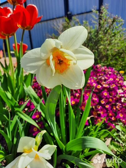 Луковицы тюльпанов