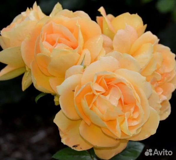 Саженцы роз хансештадт росток осень 2023г