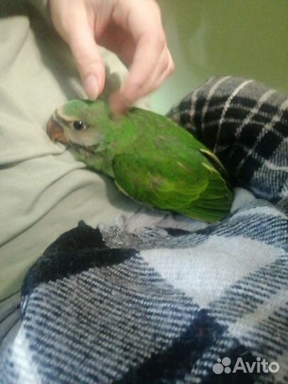 Попугай китайский кольчатый,александр. Выкармыши