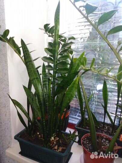 Сансевиерия