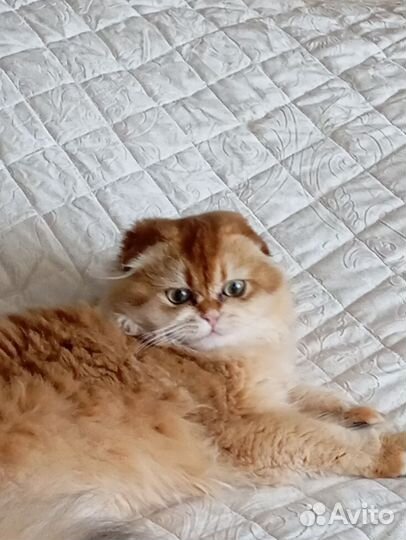 Шотландская вислоухая