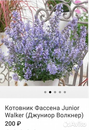 Цветы многолетние и кустарники