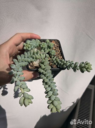 Седум (очиток) буррито. Суккулент