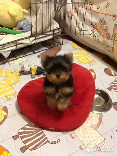 Щенки Йорка