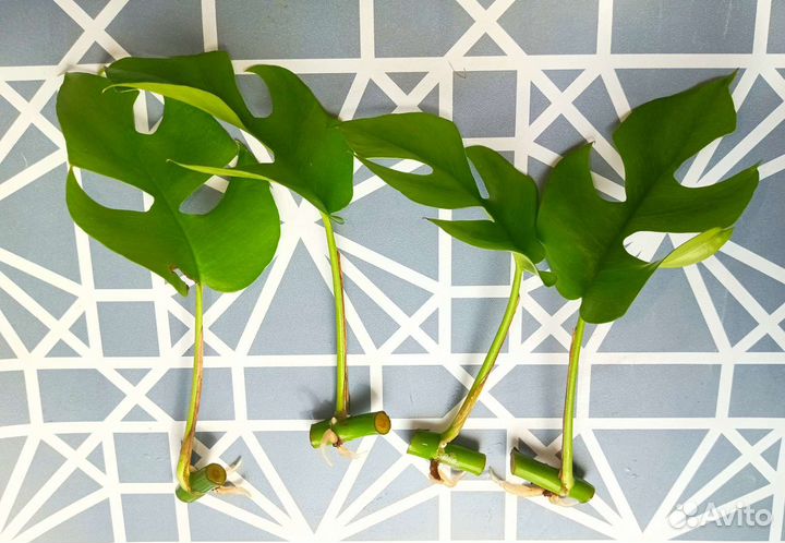 Сингониум монстера молочай хойя альтернантера