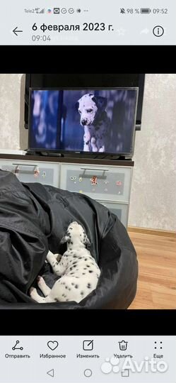 Щенки далматина