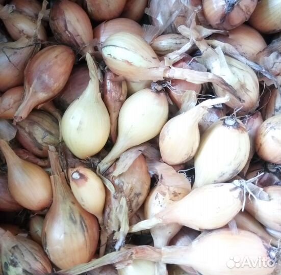 Лук семейный Рыжик