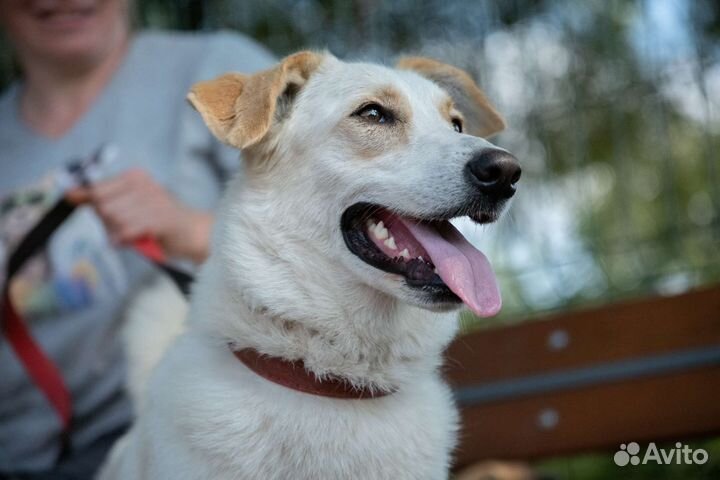 Собачка некрупная 45 см