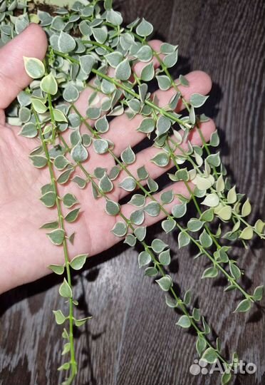 Дисхидии, хойи