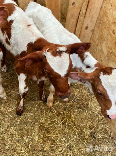 Телята бычки тёлки доставка бесплатно