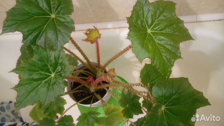 Шикарная бегония в офис