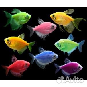 Аквариумные рыбки и креветки