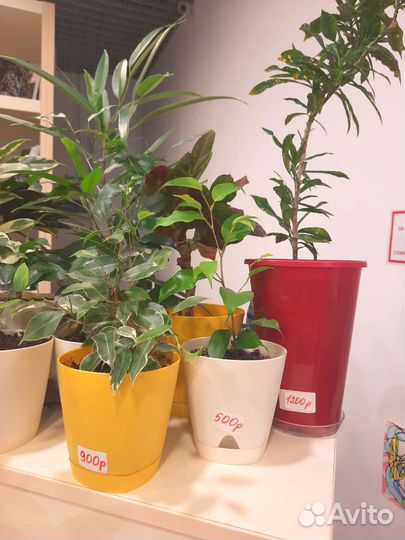 Комнатные цветы