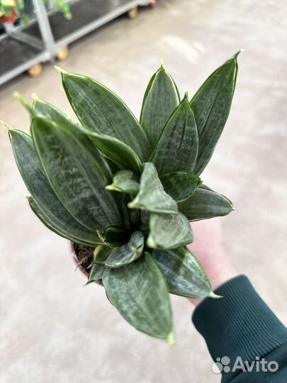 Сансевиерия Ханни