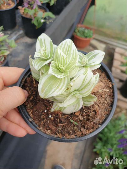 Традесканция разные сорта