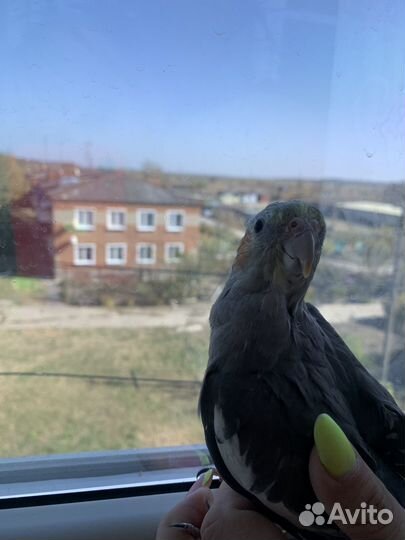 Попугай корелла