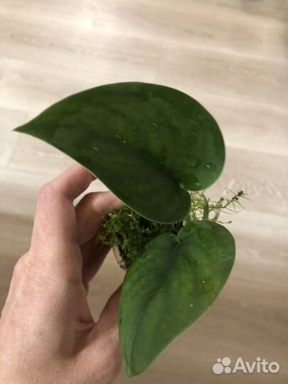 Сциндапсус