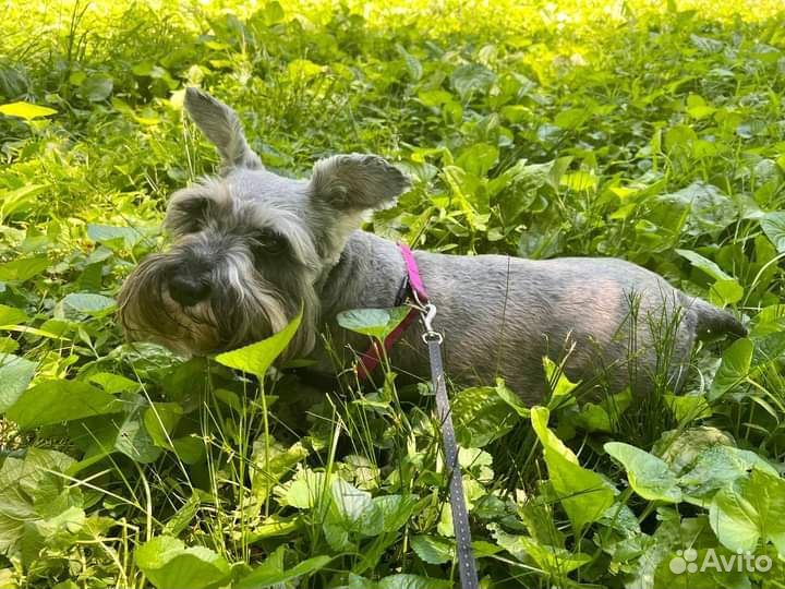 Передержка собак домашняя