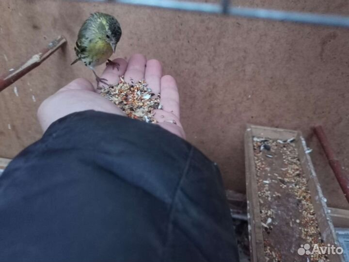 Певчие птицы