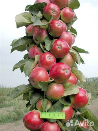 Колоновидные яблони