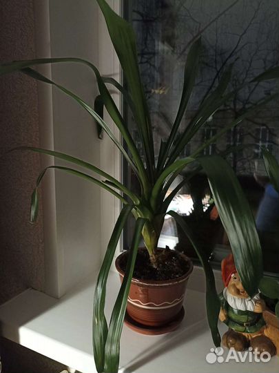 Эхмея (взрослое растение)