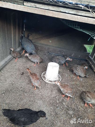 Цыплята цесарки